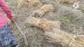 Wheat Harvesting Female Laborer's Pussy Was Fucked in Doggy Style - HD - 6:08 video - from FapHouse