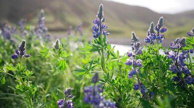 Wildflower Lovers: A Sensual Love Story - HD - 8:10 video - from NewBestPorn