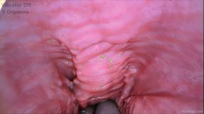 Pulsing Gspot 6 Orgasms - HD - 34:37 video - from LoyalFans