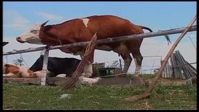 Vintage Blonde MILF Ravished in Barn and Outdoors - HD - 7:04 video - from xHamster